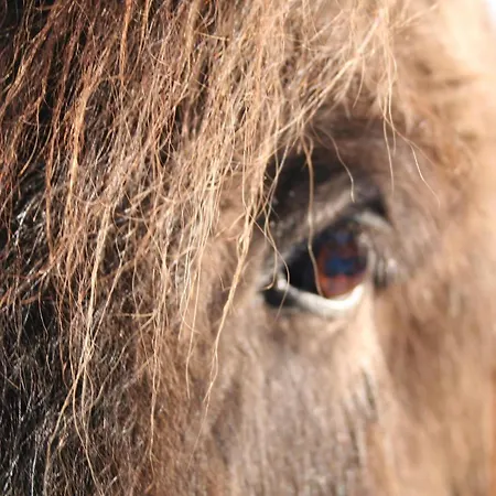 Isi-hof Schonfeld (Vulkaneifel)