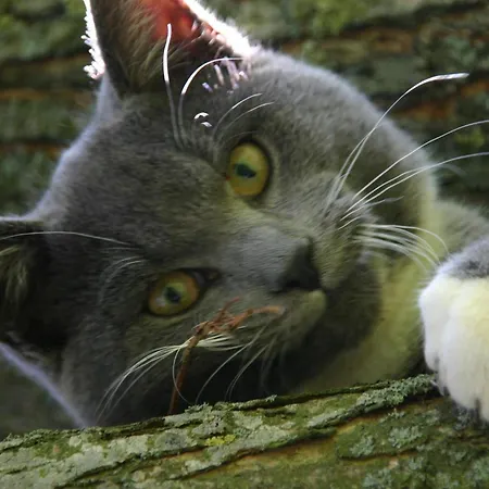 Isi-hof * Schonfeld (Vulkaneifel)