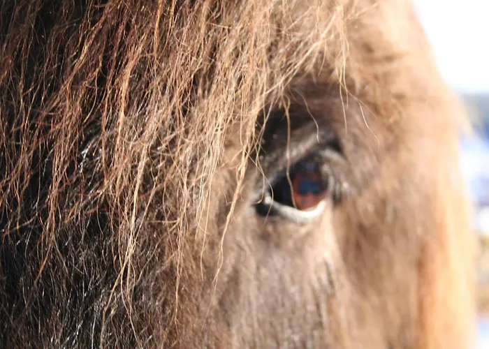 Isi-hof Schonfeld (Vulkaneifel)