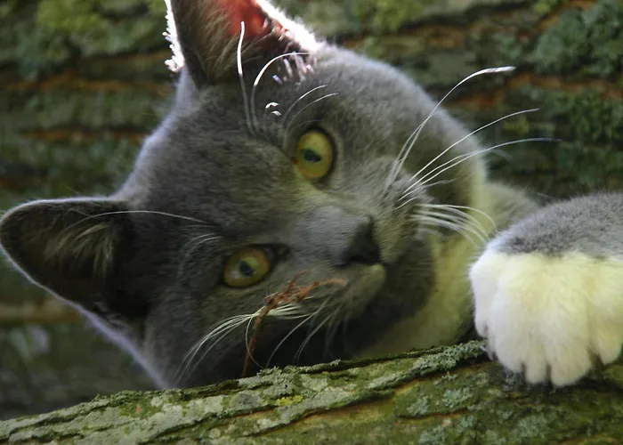 Isi-hof * Schonfeld (Vulkaneifel)