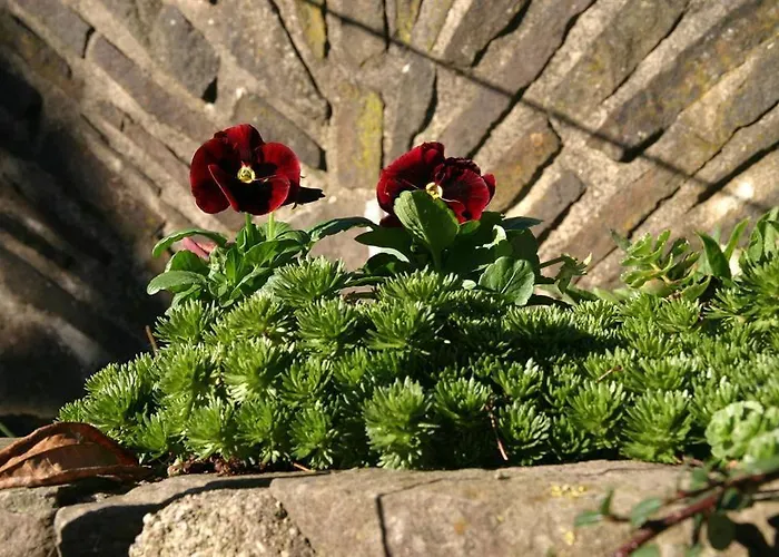 Isi-hof ファームステイ